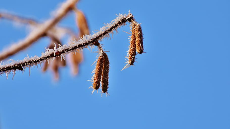 cel blau, bedoll, arbre, hivern, gelades, madur, naturalesa, corona, branques, catkin, penjant, blau, cap gent, dia, a l'aire lliure, cel, bellesa a la natura, planta, primer pla, centrar-se en primer pla, tranquil·litat, branca, còpia espai, cel clar, salze de cony, escenics - natura, temperatura de fred, 5K