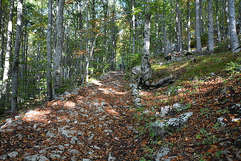 escursione, foresta, autunno, pista, montagna, il percorso europeo, e5, Lessinia, Italia, albero, terra, pianta, crescita, bosco, la tranquillità, natura, tronco d'albero, bellezza nella natura, tronco, scena tranquilla, scena non urbana, nessuno, giorno, scenics - natura, la strada davanti, sentiero, parte vegetale, all'aperto, modificare, 5K, CC0, dominio pubblico, privo di copyright