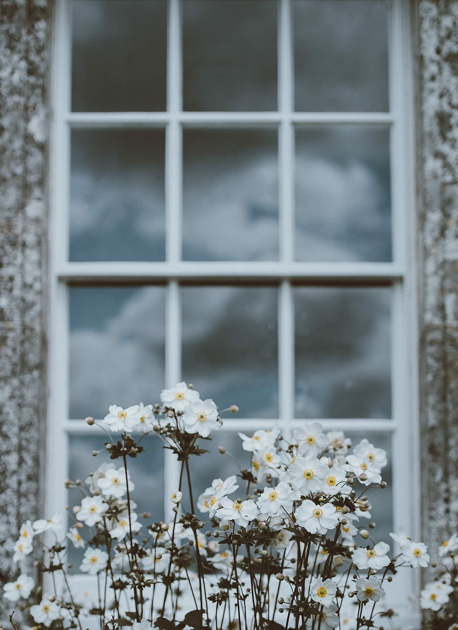 blanc, flors, poc profund, focus, comú, cosmos, finestra, reflexió, núvols, cel, marc, panell, vidre, planta, planta amb flors, flor, vulnerabilitat, fragilitat, frescor, cap gent, creixement, vidre - material, dia, primer pla, naturalesa, bellesa a la natura, centrar-se en primer pla, estructura construïda, arquitectura, Color blanc, exterior de l'edifici, edifici, a l'aire lliure, cap de flor, 4K