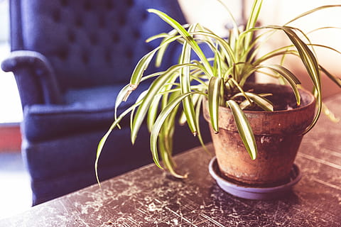 marrón, maceta de barro, dracaena marginata, arcilla marrón, objetos, perezoso, Sillón, mesa, planta, arañazos, naturaleza, hojas, cafetería, silla, azul, verde, adentro, vendimia, inconformista, retro, nadie, maceta, hierba, cuarto doméstico, de cerca, medicina herbaria, planta en maceta, crecimiento, color verde, hoja, parte de la planta, envase, centrarse en primer plano, día, belleza en la naturaleza, tarro, comida y bebida, comida, planta de casa, 5K, CC0, dominio público, libre de derechos