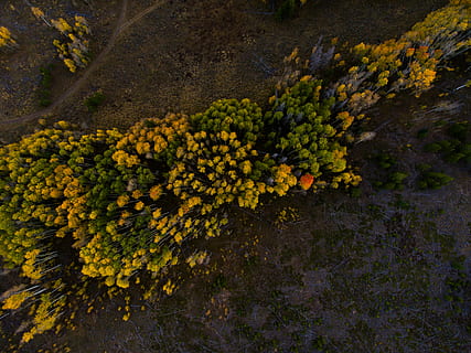 Basso, fotografia ad angolo, giallo, cluster, fiori di petalo, giorno, uccello, foto vista occhio, montagne, albero, foresta, vista aerea, autunno, verde, arancia, rosso, colore, legna, paesaggio, pianta, crescita, bellezza nella natura, pianta fiorita, fiore, natura, vista dall'alto, freschezza, nessuno, terra, testa di fiore, infiorescenza, campo, colore verde, vulnerabilità, fragilità, all'aperto, la tranquillità, 4K, CC0, dominio pubblico, privo di copyright