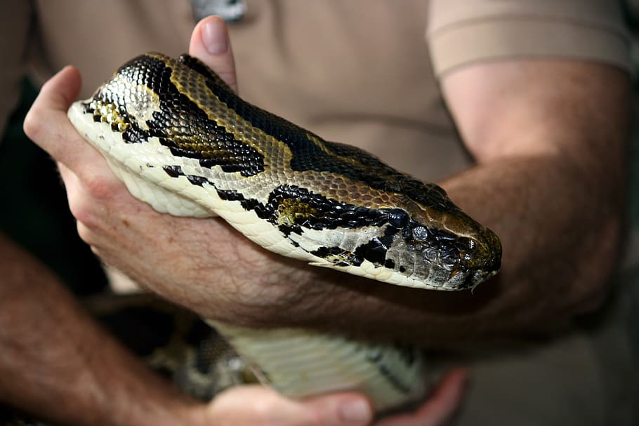 python, serp, rèptil, cap, primer pla, animal, vida salvatge, salvatge, zoologia, mamífer, espècies, a l'aire lliure, naturalesa, un animal, una persona, mà humana, fauna animal, part del cos humà, vertebrats, mà, homes, adult, animal jove, part del cos dels animals, signe, centrar-se en primer pla, verinós, escala d’animals, ull d’animals, 4K