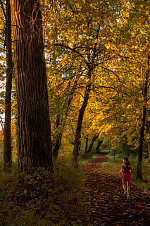 woman, standing, pathway, surrounded, trees, Fall, Trail, Forest, Autumn, running, outdoor, fitness, runner, sport, exercise, nature, person, female, jogger, girl, run, healthy, lifestyle, jogging, outdoor fitness, active, tree, leaf, change, full length, plant, one person, tree trunk, trunk, land, leisure activity, adult, women, beauty in nature, real people, plant part, outdoors, woodland, 5K, CC0, public domain, royalty free