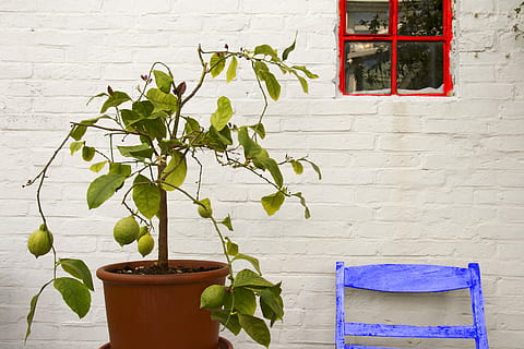 lemon, lemon tree, tree, fruit, citrus fruits, green, vitamins, mediterranean, citrus, sour, yellow green, wall - building feature, plant, potted plant, growth, leaf, plant part, no people, wall, built structure, building exterior, nature, architecture, window, flower pot, outdoors, day, brick wall, green color, freshness, brick, houseplant, 4K, CC0, public domain, royalty free