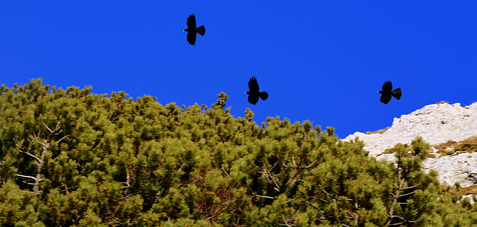 krage, nero, tre, himmel, Busk, flygtig, fugl, fugle, dyr, fauna, dyreliv, dyre temaer, dyr i naturen, træ, hvirveldyr, plante, ingen mennesker, natur, flyvende, jord, scenics - natur, gruppe af dyr, skønhed i naturen, udendørs, blå, landskab, 5K, CC0, offentligt domæne, royaltyfrie