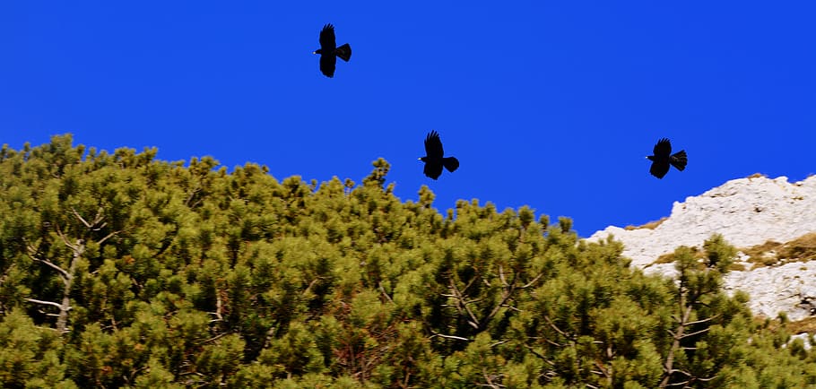 Corb, nero, tres, cel, arbust, volàtil, ocell, ocells, animals, fauna, fauna animal, animal, temes d'animals, animals a la natura, arbre, vertebrats, planta, cap gent, naturalesa, volant, terra, escenics - natura, grup d’animals, bellesa a la natura, a l'aire lliure, blau, paisatge, 5K