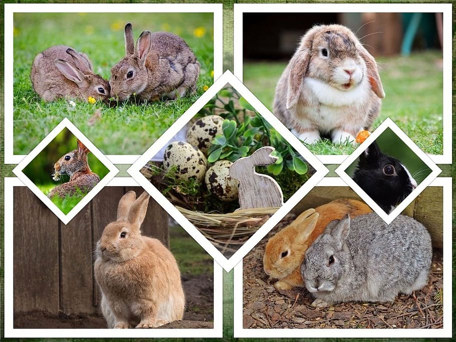 collage de conills assortits, conill, Pasqua, collage, fons, símbol, animal, món animal, salvatge, zoologia, mamífer, espècies, desert, medi ambient, a la pàgina, naturalesa, temes d'animals, gàbia, mirant la càmera, mascotes, animals domèstics, cap gent, fauna animal, un animal, grup d’animals, vertebrats, transferir impressió, dos animals, planta, nacional, retrat, rosegador, primer pla, família d’animals, 1080P