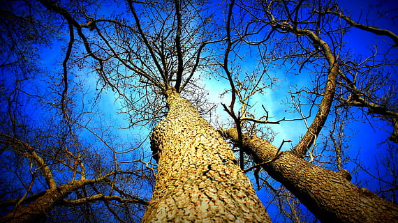 orm, eyeview fotografering, vinter, træ, natur, kold, landskab, sæson, himmel, jul, december, Skov, blå, fyrretræ, sne, frost, hvid, vinter træer, xmas, ferie, bjerg, Frosset, is, scene, januar, alene, landdistrikterne, dækket, aften, ze, ny, rød, sæson-, solrig, mørk, meditation, naturskøn, udendørs, naturlig, lys, solskin, landskabet, dag, sollys, lyse, sol, miljø, ingen, efterår, morgen, vild, idyllisk, skygge, solopgang, tåge, Mark, grøn, bakke, vej, rejse, afdeling, træstamme, plante, lav vinkel visning, bagagerum, ingen mennesker, bare træ, ro, vækst, skønhed i naturen, skyfri himmel, jord, bygget struktur, træ baldakin, direkte under, 5K, CC0, offentligt domæne, royaltyfrie