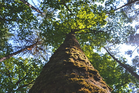 Niska, zdjęcie kątowe, Zielony, drzewo, dzień, las, Natura, roślina, niski kąt widzenia, pnia drzewa, bagażnik samochodowy, Oddział, wzrost, piękno natury, spokój, niebo, bezpośrednio poniżej, żadnych ludzi, wylądować, Korona drzewa, zielony kolor, wysoki - wysoki, światło słoneczne, na dworze, szczekać, 4K