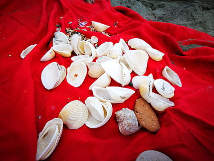 Muscheln, Strand, rot, Weiß, High Angle View, Stillleben, keine Leute, weiße Farbe, Essen und Trinken, Lebensmittel, Tier, große gruppe von gegenständen, Frische, drinnen, Nahansicht, Teller, Schale, Muschel, Tabelle, Tierwelt, Tag, Süßes Essen, fertig für den Verzehr, Versuchung, 4K, CC0, gemeinfrei, lizenzfrei