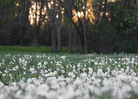 tilt skift objektiv foto, hvit, blomsterfelt, tilt-skiftlinsen, bilde, hvit blomst, felt, løvetann, vår, grønn, natur, gress, scene, miljø, flora, utendørs, blomst, anlegg, blomstre, fersk, skogen, skog, blomstringen, farger, vegetasjon, årstid, tre, vekst, ro, selektiv fokusering, blomstrende plante, land, skjønnhet i naturen, friskhet, dag, ingen folk, våren, rolig scene, sårbarhet, skjørhet, blomsterhodet, blomsterseng, 2K, CC0, offentlig domene, opphavsrett gratis
