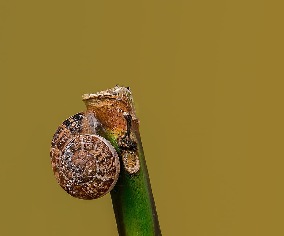 cargol, macro, insectes, nikon, castrocielo, Itàlia, fauna animal, primer pla, fons de colors, cap gent, còpia espai, temes d'animals, animal, animals a la natura, groc, un animal, fons groc, tir de l'estudi, naturalesa, vertebrats, invertebrat, metall, shell, a l'aire lliure, insecte, cap d’animals, petit, 1080P