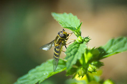blomsterfluer, insekt, brennessel, fly, dyre temaer, dyreliv, virvelløse, dyr, dyr i naturen, ett dyr, anlegg, plante del, blad, nærbilde, natur, selektiv fokusering, ingen folk, grønn farge, utendørs, dyr kroppsdel, dag, makro, fokusere på forgrunnen, naturlig tilstand, 2K, CC0, offentlig domene, opphavsrett gratis