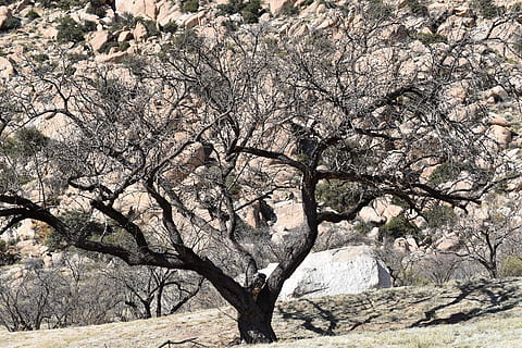 træ, natur, landskab, mount, plante, bjerglandskab, slap af, scenics, bare træ, ingen mennesker, afdeling, skønhed i naturen, dag, ro, vækst, udendørs, scenics - natur, rolig scene, jord, miljø, bagagerum, træstamme, forår, sollys, kirsebær blomst, Kirsebærtræ, tørt klima, 5K, CC0, offentligt domæne, royaltyfrie