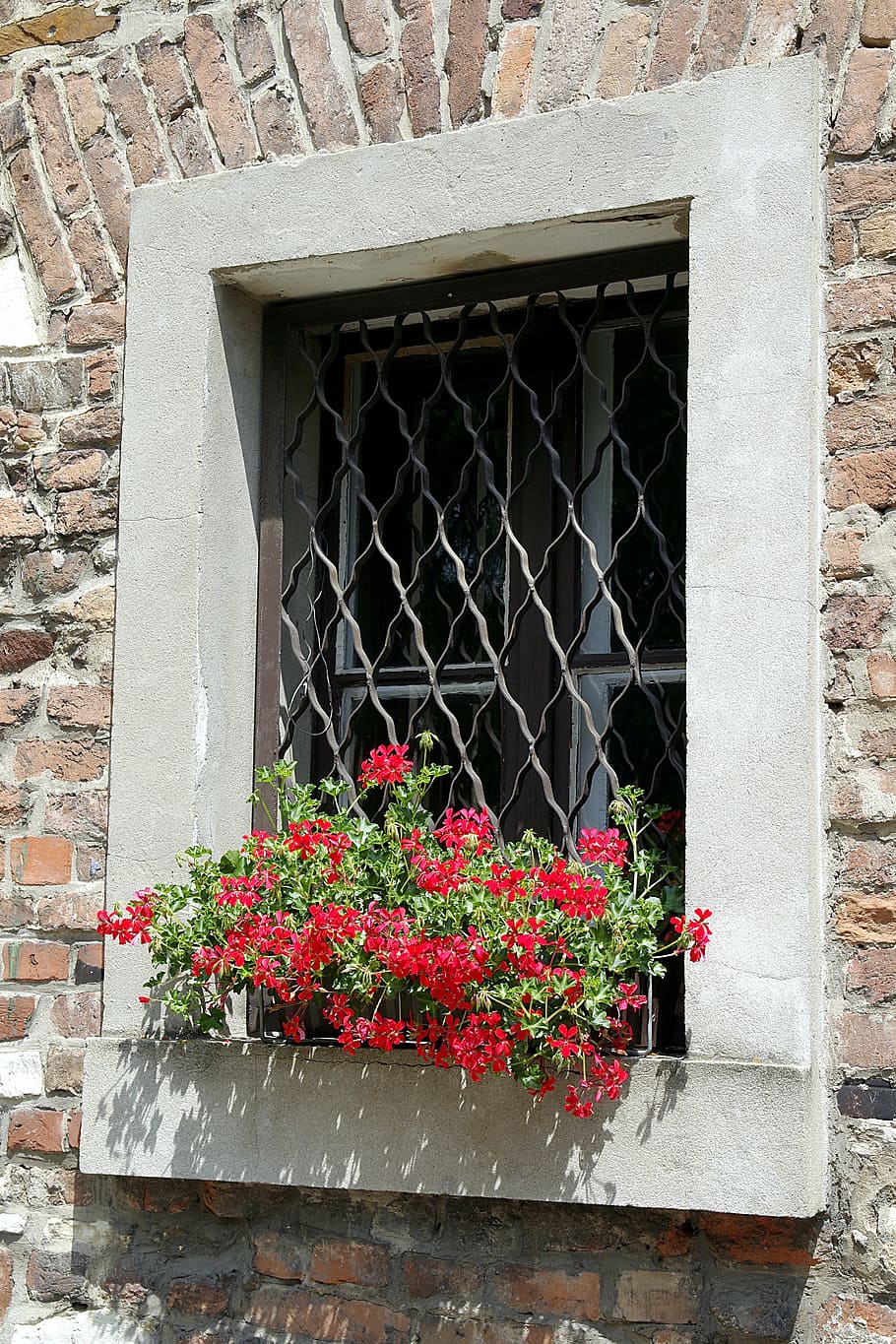 vindue, espalier, pelargonier, blomster, væg, dekorative, okratowane, facader, gammel, Kamienica, sø dusi, rist, vinduet, turisme, stenene, jern, bygget struktur, arkitektur, blomst, blomstrende plante, bygning udvendig, plante, dag, natur, bygning, ingen mennesker, udendørs, rød, vækst, murbygningsfunktion, hus, friskhed, skrøbelighed, sikkerhed, blomsterkrukke, 5K