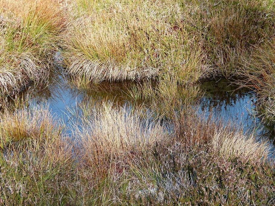 piscines, naturalesa, estany, tancar, reflexió, escènic, paisatge, estepa, prat, pantà, planta, canya, reserva natural, biòtop, aigües, desert, descans, compensació, aigua, clar, blau, verd, herba, fauna animal, creixement, bellesa a la natura, tranquil·litat, llac, cap gent, escena tranquil·la, dia, escenics - natura, escena no urbana, zones humides, terra, canya - família d'herba, a l'aire lliure, 4K
