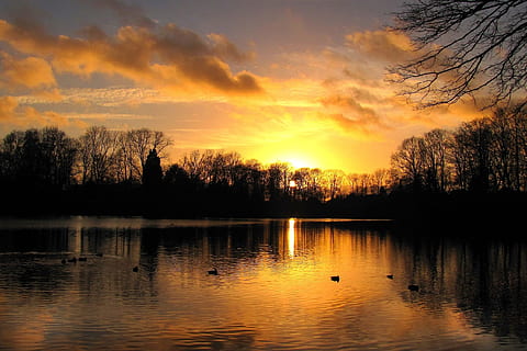 foresta, calma, corpo, fotografia al tramonto, tramonto, cielo serale, paesaggio, nuvole, autunno, acqua, lago, scenics - natura, cielo, bellezza nella natura, albero, la tranquillità, scena tranquilla, riflessione, nuvola - cielo, pianta, animali allo stato selvatico, fauna selvatica, gruppo di animali, natura, uccello, colore arancione, nessuno, anatra, all'aperto, galleggia sull'acqua, 1080P, CC0, dominio pubblico, privo di copyright