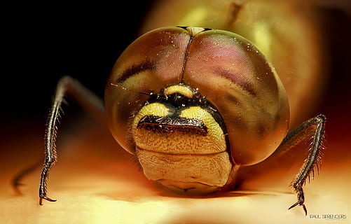 insekt, guldsmed, makro, insekter, kejser dragonfly, tæt på, et dyr, dyre temaer, hvirvelløse, dyr, dyreliv, dyr kropsdel, ingen mennesker, dyr i naturen, dyrefløj, ekstrem nærbillede, studio skud, mad og drikke, fokus på forgrunden, gul, øje, forfra, mad, dyr øje, lille, dyr hoved, 2K, CC0, offentligt domæne, royaltyfrie