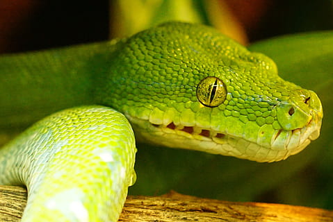 grüne Schlange, grüne Baumpython, Schlange, ungiftig, Schlangenkopf, Tierwelt, ein Tier, Tierthemen, Reptil, Tier, Wirbeltier, Tiere in freier Wildbahn, Nahansicht, Tierkörperteil, keine Leute, grüne Farbe, Natur, Tierkopf, Tierwaage, Umgebung, Wald, Land, draußen, Tag, Regenwald, tropischer Regenwald, Tierauge, 4K, CC0, gemeinfrei, lizenzfrei