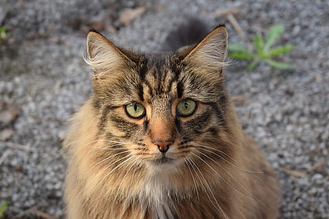 Brun, sort, kat, katte, dyr, kæledyr, ansigt, kat ansigt, sød kat, nuttet, pels, tæt på, på lammet, ansigtskat, dyr verden, portræt, norsk skovkat, indenlandske kat, pattedyr, leder, feline, udendørs, husdyr, killing, et dyr, tabby, natur, dyr og kæledyr, dyre temaer, kigger på kameraet, indenlandske, bakkenbart, dyr kropsdel, fokus på forgrunden, hvirveldyr, ingen mennesker, maine coon cat, dyr øje, gule øjne, 5K, CC0, offentligt domæne, royaltyfrie