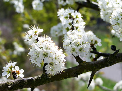 primavera, florir, flors blanques, planta amb flors, flor, planta, frescor, fragilitat, vulnerabilitat, arbre, Color blanc, bellesa a la natura, creixement, naturalesa, cap de flor, branca, centrar-se en primer pla, primer pla, inflorescència, dia, cap gent, a l'aire lliure, pol·len, flor de cirerer, 2K, CC0, domini públic, lliure de regalies