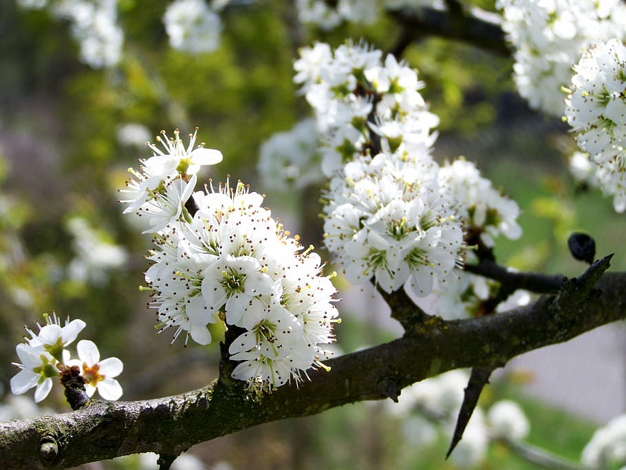 primavera, florir, flors blanques, planta amb flors, flor, planta, frescor, fragilitat, vulnerabilitat, arbre, Color blanc, bellesa a la natura, creixement, naturalesa, cap de flor, branca, centrar-se en primer pla, primer pla, inflorescència, dia, cap gent, a l'aire lliure, pol·len, flor de cirerer, 2K