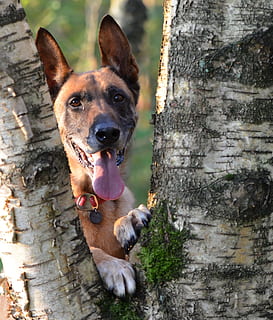 Malinois, Iniciar sesión, abedul, luz del sol, canino, perro, un animal, animales domesticos, nacional, mascotas, temas de animales, animal, mamífero, vertebrado, mirando a la cámara, retrato, nadie, el maletero, tronco de arbol, día, árbol, centrarse en primer plano, al aire libre, planta, boca abierta, cabeza de animal, 2K, CC0, dominio público, libre de derechos