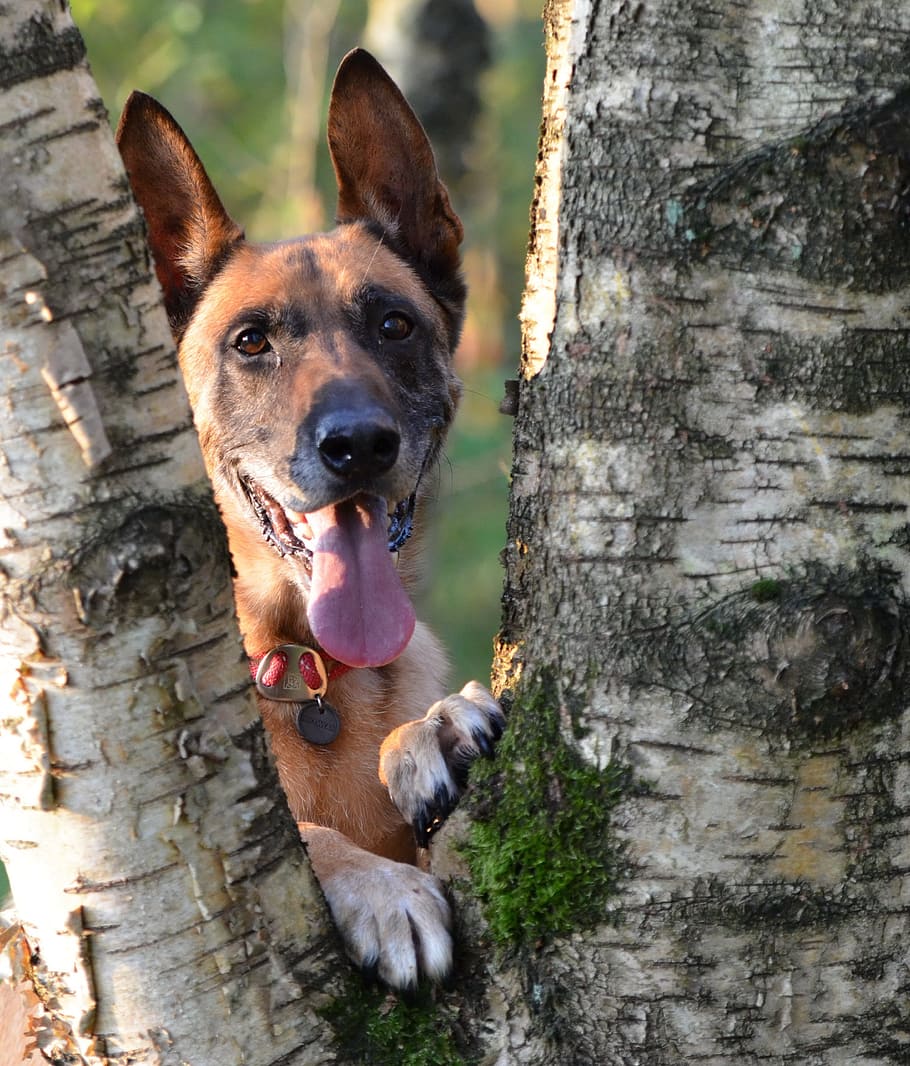 malinois, registre, bedoll, llum solar, caní, gos, un animal, animals domèstics, nacional, mascotes, temes d'animals, animal, mamífer, vertebrats, mirant la càmera, retrat, cap gent, tronc, tronc de l'arbre, dia, arbre, centrar-se en primer pla, a l'aire lliure, planta, boca oberta, cap d’animals, 2K