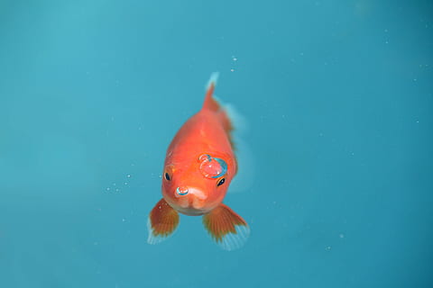 orange guldfisk, fisk, guldfisk, röd, bubbla, under vattnet, djur-, husdjur, natur, simning djur, vatten, hav, simning, ryggradsdjur, djurteman, djur i det vilda, djurliv, ett djur, Havsliv, marin-, inget folk, orange färg, kopiera utrymme, full längd, närbild, mun öppen, blå bakgrund, 4K, CC0, offentligt domän, royaltyfria