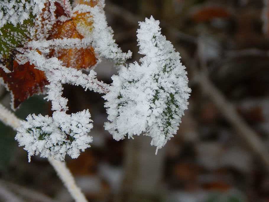 Frosset, is, vinter, iset, blad, sne, kold temperatur, plante, skønhed i naturen, hvid farve, frost, natur, tæt på, ingen mennesker, dag, fokus på forgrunden, træ, vækst, ro, udendørs, afdeling, nåletræ, fyrretræ, 4K