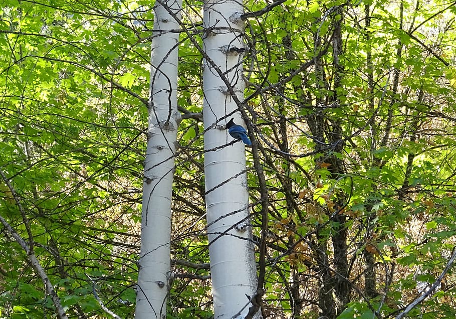 flora, arbre, tronc, blanc, vegetació, yosemite, Parc Nacional, jay, ocell, gatera de llibres, cyanocitta stelleri, naturalesa, Califòrnia, serra nevada, viatjar, turisme, EUA, Amèrica, bosc, tronc de l'arbre, dia, color verd, a l'aire lliure, cap gent, branca, vista d’angle baix, planta, terra, creixement, bellesa a la natura, tranquil·litat, escena no urbana, escenics - natura, fauna animal, bambú - planta, 2K