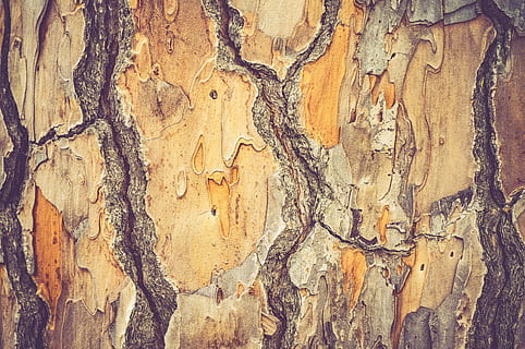 natura, alberi, tronco, abbaiare, struttura, forme, modelli, fotogramma intero, sfondi, strutturato, legno - materiale, tronco d'albero, nessuno, ruvido, albero, avvicinamento, modello, Marrone, intemperie, giorno, corteccia vegetale, all'aperto, vecchio, modello naturale, 4K, CC0, dominio pubblico, privo di copyright