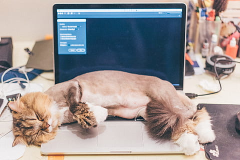 Cat, Lie, Down, Cute, lie down, pets, animal, domestic Cat, domestic Animals, animals And Pets, laptop, computer, indoors, mammal, dog, paw, sleeping, lying down, domestic, animal themes, one animal, relaxation, vertebrate, canine, eyes closed, resting, feline, focus on foreground, no people, napping, 1080P, CC0, public domain, royalty free