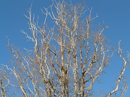 arbre, branques, molsa, cel blau, vell, cel, blau, àrid, sec, estètic, naturalesa, cap gent, cel clar, dia, vista d’angle baix, branca, planta, bellesa a la natura, arbre nu, tranquil·litat, a l'aire lliure, creixement, llum solar, escenics - natura, hivern, assolellat, tardor, 2K, CC0, domini públic, lliure de regalies