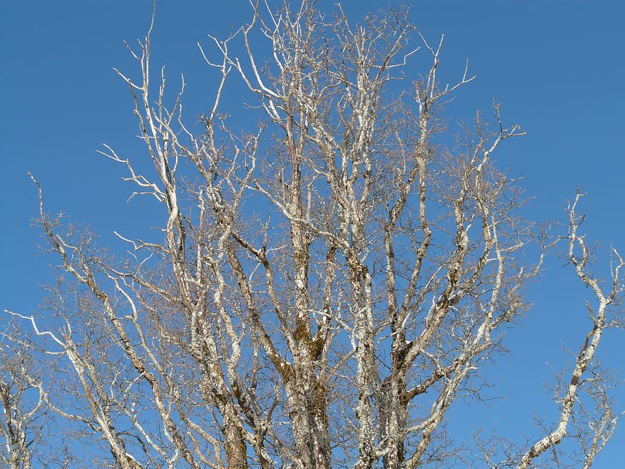 arbre, branques, molsa, cel blau, vell, cel, blau, àrid, sec, estètic, naturalesa, cap gent, cel clar, dia, vista d’angle baix, branca, planta, bellesa a la natura, arbre nu, tranquil·litat, a l'aire lliure, creixement, llum solar, escenics - natura, hivern, assolellat, tardor, 2K