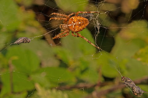 ragno, ragnatela, preda, volare, vicino, macro, aracnide, temi animali, animale, fragilità, invertebrato, avvicinamento, animali allo stato selvatico, fauna selvatica, insetto, un animale, natura, artropodo, concentrarsi sulle conoscenze acquisite, vulnerabilità, nessuno, giorno, web, messa a fuoco selettiva, all'aperto, gamba animale, complessità, 5K, CC0, dominio pubblico, privo di copyright