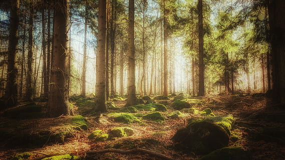 schilderij van bomen, lang, bomen, duidelijk, hemel, dag, Bos, boom, mos, rots, blauw, groen, bruin, gloed, zacht, zonlicht, schaduw, fabriek, land-, kalmte, romp, schoonheid in de natuur, boomstam, bos-, rustige scène, groei, natuur, scenics - natuur, niet-stedelijke scène, geen mensen, landschap, idyllisch, milieu, buitenshuis, dennenbos, 4K, CC0, publiek domein, royaltyvrij