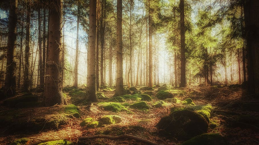 Malen von Bäumen, hoch, Bäume, klar, Himmel, tagsüber, Wald, Baum, Moos, Rock, Blau, Grün, braun, glühen, weich, Sonnenlicht, Schatten, Pflanze, Land, Ruhe, Kofferraum, Schönheit in der Natur, Baumstamm, ruhige Szene, Wachstum, Natur, Szenen - Natur, Nicht-städtische Szene, keine Leute, Tag, Landschaft, idyllisch, Umgebung, draußen, Kiefernwald, 4K
