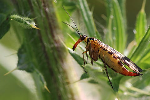insecte, macro, tancar, card, comunis, temes d'animals, fauna animal, animal, invertebrat, un animal, animals a la natura, primer pla, planta, naturalesa, enfocament selectiu, dia, color verd, a l'aire lliure, full, cap gent, part del cos dels animals, bellesa a la natura, ala dels animals, part de la planta, 4K, CC0, domini públic, lliure de regalies