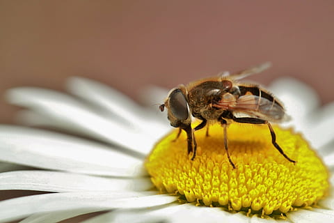 posada de l’abella de mel, blanc, groc, flor petalada, fotografia de primer pla, hoverfly, insecte, naturalesa, macro, Proboscis, xuclar, tancar, animal, criatura, animals, abella, volar, flor, florir, flor punxeguda, planta, flors, inflorescència, fauna, foto macro, món animal, flora, fotografia macro, nèctar, jardí, estiu, macro d'insectes, marguerita, foto d’insectes, pol·len, pol·len de l’abella, brillant, primer pla, joc de nitidesa, pètals, temes d'animals, invertebrat, un animal, fauna animal, animals a la natura, centrar-se en primer pla, cap gent, planta amb flors, fragilitat, pètal, cap de flor, frescor, bellesa a la natura, vulnerabilitat, a l'aire lliure, polinització, ull d’animals, 4K, CC0, domini públic, lliure de regalies