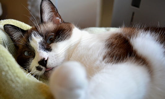 pisică, siamez, amesteca, animal de companie, felin, blană, intern, animal, drăguţ, albastru, alb, pufos, păr, Kitty, in cautarea, ochi, jucăuş, proiecta, față, mustăţi, par scurt, pisica domestica, animale de companie, mamifer, un animal, animale tematice, animale domestice, relaxare, animale vertebrate, a închide, în interior, nici o persoana, selectiv, culcat, partea corpului animalului, să se concentreze asupra primelor elemente, cap de animal, ochi de animale, 4K, CC0, domeniu public, fără drepturi de autor