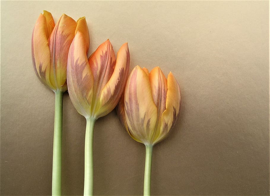 bunga tulp, bunga, alam, Paskah, daun bunga, flora, tanaman berbunga, kerapuhan, kesegaran, kerentanan, menanam, keindahan di alam, merapatkan, dalam ruangan, kepala bunga, tidak ada orang, tembakan studio, hal berkembang, batang tanaman, makanan, masih hidup, latar belakang berwarna, 1080P
