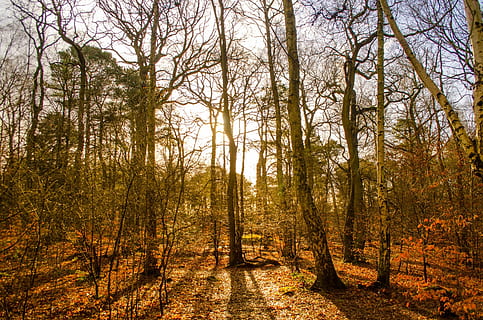 wzrost, wędrówki, bez liścia, graty, przemysł, zimowy, jesień, listowie, ranek, Natura, rezerwat przyrody, na dworze, roślina, drzewo root, drzewo, bagażnik samochodowy, pustynia, powierzchnia, Las, pory roku, wylądować, spokój, pnia drzewa, lesisty teren, piękno natury, spokojna scena, scena pozamiejska, żadnych ludzi, scenics - natura, dzień, zmiana, idylliczny, jesienna kolekcja, 1080P, CC0, domena publiczna, darmowe zdjęcia