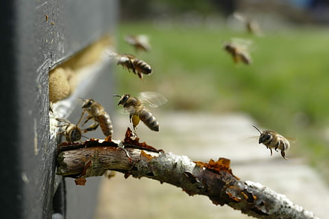 Biene, Bienenstock, Pollen, Insekt, Natur, Tierwelt, wirbellos, Tiere in freier Wildbahn, Tier, Tierthemen, Gruppe von Tieren, Nahansicht, Tag, keine Leute, Fokus auf den Vordergrund, selektiver Fokus, große Gruppe von Tieren, Schönheit in der Natur, draußen, Ameise, 5K, CC0, gemeinfrei, lizenzfrei