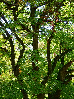 albero, estetico, rami, foresta, tribù, libro, legno di faggio, pianta, crescita, bellezza nella natura, natura, nessuno, giorno, tronco d'albero, terra, Inquadratura dal basso, tronco, ramo, colore verde, la tranquillità, all'aperto, sfondi, luce del sole, fotogramma intero, parte vegetale, baldacchino di albero, 4K, CC0, dominio pubblico, privo di copyright