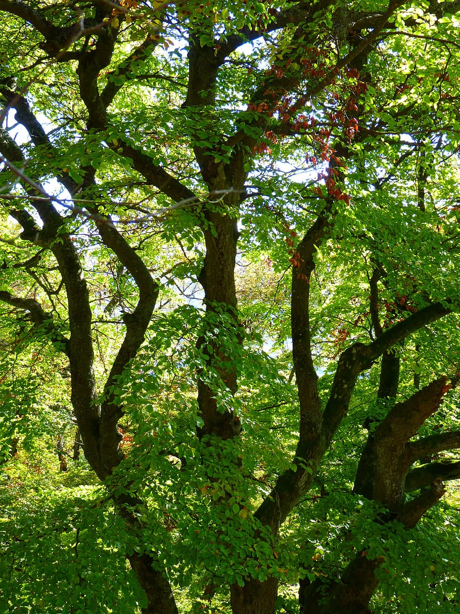 arbre, estètic, branques, bosc, tribu, llibre, fusta de faig, planta, creixement, bellesa a la natura, naturalesa, cap gent, dia, tronc de l'arbre, terra, vista d’angle baix, tronc, branca, color verd, tranquil·litat, a l'aire lliure, fons, llum solar, marc complet, part de la planta, copa de l'arbre, 4K