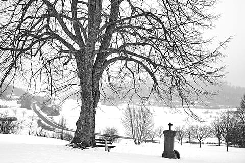 hivern, neu, arbre, fred, temporada, gelades, paisatge, temps, boira, bühl de gra, temperatura de fred, arbre nu, planta, branca, naturalesa, bellesa a la natura, tranquil·litat, cobertura, tronc, camp, tronc de l'arbre, dia, escenics - natura, cap gent, terra, escena tranquil·la, a l'aire lliure, nevar, clima extrem, 5K, CC0, domini públic, lliure de regalies
