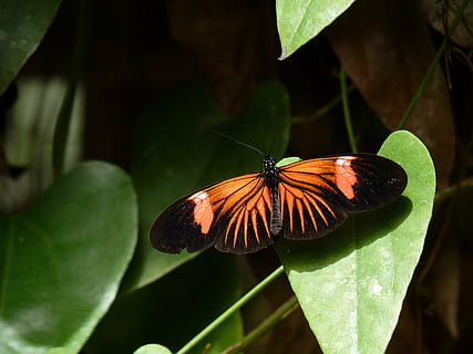 macro, foglia, farfalla, insetto, ala, natura, luminosa, piccolo, delicato, fragile, colorato, antenne, proboscide, torace, selvaggio, entomologia, metamorfosi, all'aperto, vita, invertebrato, farfalla - insetto, animale, ala animale, avvicinamento, bellezza nella natura, estate, temi animali, un animale, fauna selvatica, animali allo stato selvatico, parte vegetale, pianta, nessuno, concentrarsi sulle conoscenze acquisite, giorno, colore verde, crescita, impollinazione, 4K, CC0, dominio pubblico, privo di copyright