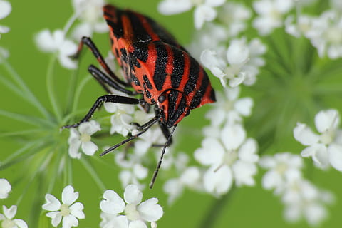 insetto, striscia, foresta, strip bug, insetto striscia chiazzato, fiorire, fioritura, macro, natura, farfalla - insetto, animale, ala animale, animali e animali domestici, insetti, avvicinamento, bellezza nella natura, fiore, colore verde, estate, multicolore, temi animali, animali allo stato selvatico, un animale, fauna selvatica, invertebrato, pianta, pianta fiorita, fragilità, vulnerabilità, concentrarsi sulle conoscenze acquisite, freschezza, nessuno, crescita, petalo, testa di fiore, all'aperto, impollinazione, farfalla, 5K, CC0, dominio pubblico, privo di copyright