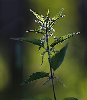 Nessel, Nahansicht, Makro, Sommer-, Grün, Blatt, Gras, grüne Blätter, grünes Gras, Grüns, im Sommer, Blätter von Gras, Blätter, Spikes, Sommertag, Brennnessel, kratzig, Pflanze, Fokus auf den Vordergrund, Schönheit in der Natur, Wachstum, Blume, Natur, grüne Farbe, Pflanzenteil, blühende Pflanze, Tag, keine Leute, Insekt, wirbellos, ein Tier, Verletzlichkeit, Zerbrechlichkeit, Tiere in freier Wildbahn, Frische, draußen, Blütenkopf, Kelchblatt, 2K, CC0, gemeinfrei, lizenzfrei